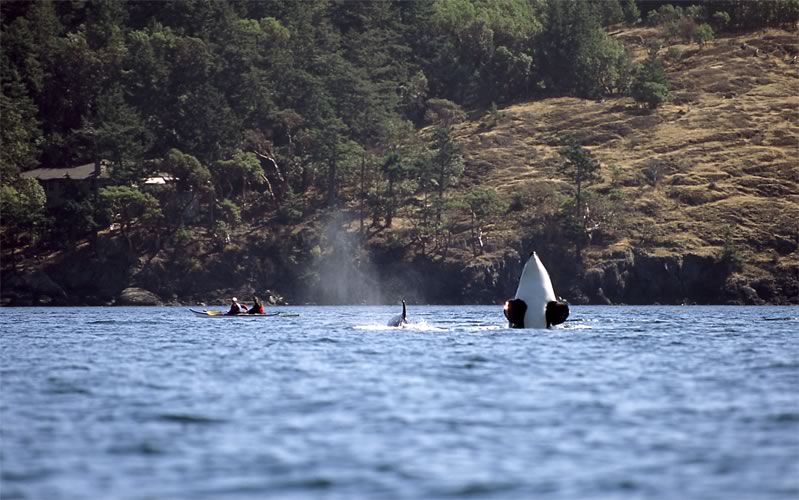 orca-san-juan-island-off-lime-kiln-point.jpg