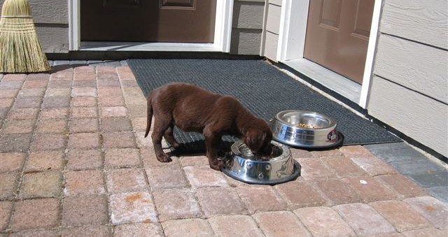 New Puppy 8-30-05 009